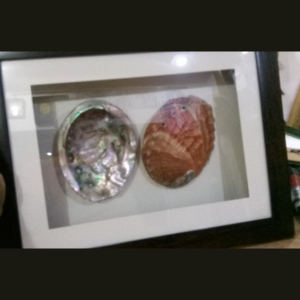 Sea coral shells framed in shadow box.